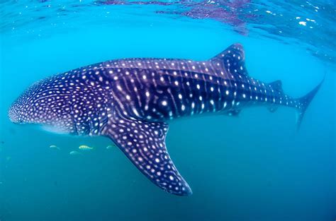 List of largest fish .